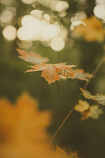 full, branca, fulla d'auró, arbre d'auró, a l'aire lliure, tardor, caure, verd, bokeh, naturalesa, groc, taronja, arbre, maple, temporada, bosc, color daurat, color taronja, color vibrant, octubre, imatge en color, multicolor, fons, bellesa a la natura, vermell, planta, llum solar, colors, cap gent, primer pla, exuberant fullatge, brillant, dia, color verd, defocated, setembre, marró, resum, còpia espai, medi ambient, parc - l'home va fer espai, de novembre, enfocament selectiu, llum - fenomen natural, escenics, 5K, CC0, domini públic, lliure de regalies