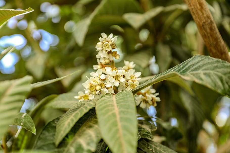 planta de fulla groga, planta, flor, marroquí, pol·len, marrakesh, Palau de la Bahia, full, flors, jardí, jardins, acanthaceae, apiaceae, brot, brollar, vegetació, abella, insecte, invertebrat, animal, planta amb flors, creixement, part de la planta, frescor, vulnerabilitat, fragilitat, primer pla, bellesa a la natura, enfocament selectiu, naturalesa, pètal, cap gent, dia, Color blanc, arbre, color verd, centrar-se en primer pla, cap de flor, 5K