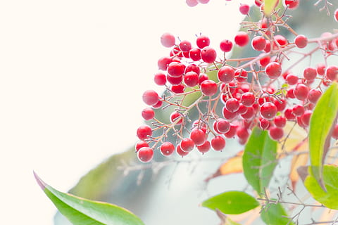 cireres vermelles, planta, Portland, menjar, fruita, Estats Units, lan su Chinese garden, cirera, flor, primavera, blanc, verd, oregon, jardí, fulles, baies, cel, groc, vermell, full, frescor, primer pla, cap gent, creixement, naturalesa, menjar i beguda, bellesa a la natura, alimentació saludable, fons blanc, còpia espai, part de la planta, color verd, fruites de baies, benestar, enfocament selectiu, madur, rowanberry, 5K, CC0, domini públic, lliure de regalies