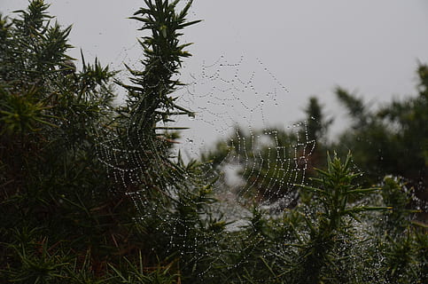 teranyina, rosada, degoteig, naturalesa, aigua, web, gota de rosada, tardor, gota de pluja, perles, teles d'aranya, aranya, planta, arbre, creixement, humit, cap gent, dia, cel, tirar, bellesa a la natura, fragilitat, primer pla, tranquil·litat, a l'aire lliure, centrar-se en primer pla, transparent, pluja, temporada de pluges, 4K, CC0, domini públic, lliure de regalies