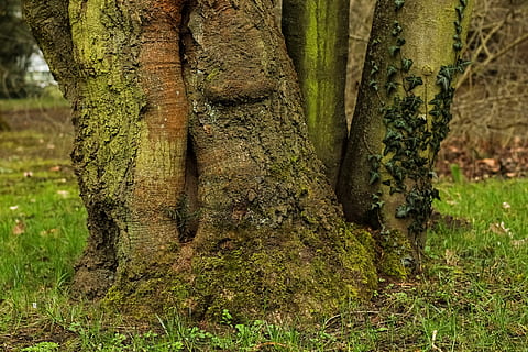 arbre, registre, arrel de l’arbre, escorça d'arbre, monstre de l'arbre, escorça, primavera, temporada, naturalesa, botànica, planta, bosc, pressa, prat, tronc de l'arbre, tronc, color verd, creixement, cap gent, terra, dia, molsa, a l'aire lliure, primer pla, bellesa a la natura, centrar-se en primer pla, camp, herba, medi ambient, temes d'animals, 5K, CC0, domini públic, lliure de regalies
