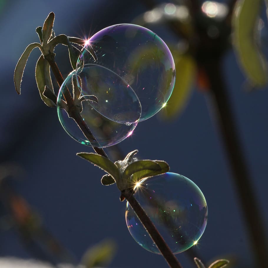 bolla di sapone, luce, riflessione, bagliore, senza peso, fragilità, vulnerabilità, concentrarsi sulle conoscenze acquisite, natura, bolla, avvicinamento, trasparente, nessuno, giorno, sfera, sapone sud, all'aperto, mezz'aria, pianta, bellezza nella natura, crescita, stelo vegetale, volante, brillante, purezza, 2K