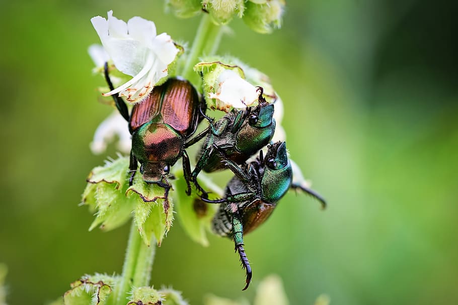 bugs de juny, insectes, errors, estiu, errors a la planta, escarabat, naturalesa, fauna animal, temes d'animals, animals a la natura, animal, insecte, invertebrat, un animal, primer pla, planta, bellesa a la natura, centrar-se en primer pla, planta amb flors, flor, color verd, cap gent, dia, ala dels animals, creixement, fragilitat, cap de flor, polinització, ull d’animals, 4K