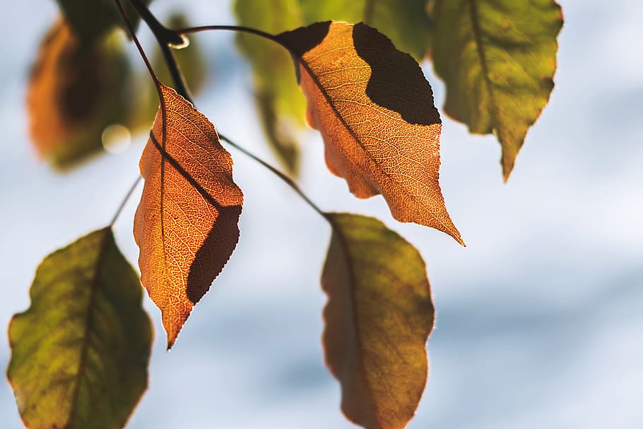 brunbladet plante, himmel, natur, blad, afdeling, træ, plante del, fokus på forgrunden, tæt på, plante, efterår, dag, vækst, ingen mennesker, skønhed i naturen, lave om, blade, orange farve, bladvenen, udendørs, lav vinkel visning, sårbarhed, naturligt mønster, naturlig tilstand, 8K