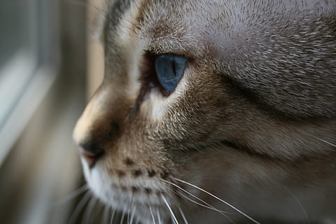Katze, Schneeleopard, Tiere, Haustier, katzenartig, Porträt, ein Tier, Tier, Säugetier, Nahansicht, Tierthemen, Wirbeltier, Tierkörperteil, Haustiere, keine Leute, inländisch, Wegschauen, Tierkopf, suchen, Fokus auf den Vordergrund, Tag, Whisker, Tierauge, Auge, selektiver Fokus, tierische Nase, Schnauze, 4K, CC0, gemeinfrei, lizenzfrei