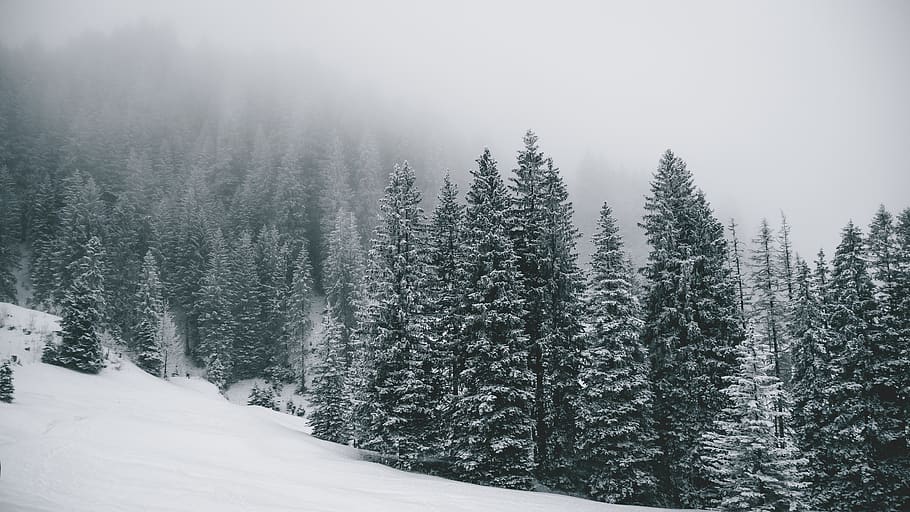 alberi di pino, coperto, la neve, albero, pianta, abete, abies, natura, all'aperto, Höchst, Svizzera, conifera, nebbia, foresta, umore, lunatico, nevoso, alberi, tempo metereologico, abete rosso, ghiaccio, inverno, temperatura fredda, bellezza nella natura, scena tranquilla, scenics - natura, la tranquillità, terra, scena non urbana, crescita, ambiente, giorno, nessuno, Pino, copertura, albero di conifere, bosco, montagna innevata, tempo estremo, nevicando, bosco di pini, 4K