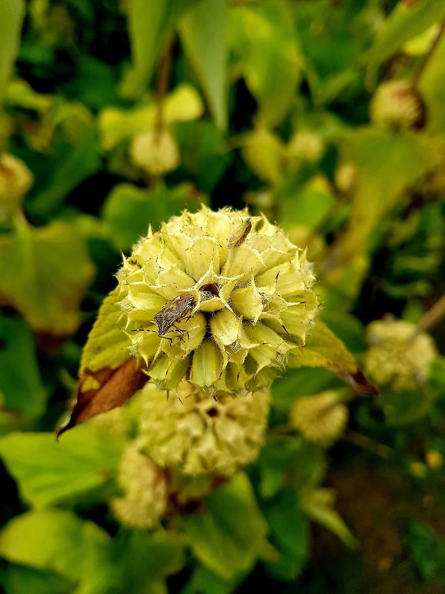 insecte, flor, naturalesa, error, verd, planta, creixement, bellesa a la natura, primer pla, cap de flor, fragilitat, vulnerabilitat, frescor, planta amb flors, inflorescència, color verd, centrar-se en primer pla, dia, pètal, full, cap gent, part de la planta, a l'aire lliure, 4K
