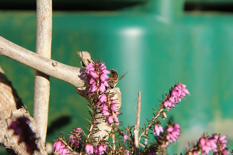bruc, abella, insecte, pol·len, flor, planta amb flors, temes d'animals, invertebrat, animal, planta, fauna animal, animals a la natura, un animal, bellesa a la natura, frescor, fragilitat, vulnerabilitat, primer pla, centrar-se en primer pla, naturalesa, cap gent, creixement, dia, cap de flor, polinització, porpra, a l'aire lliure, ala dels animals, 5K