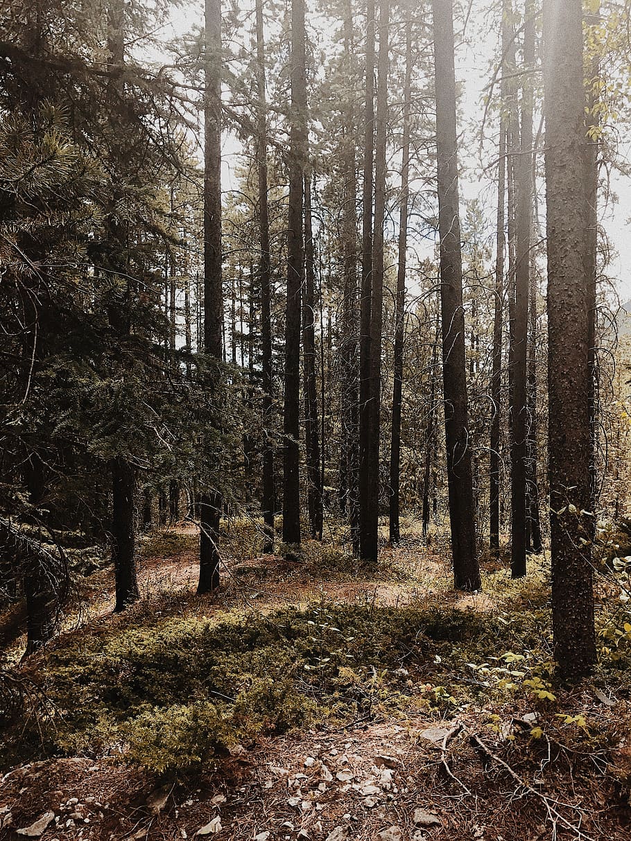 Kanada, canmore, Bäume, Kiefer, Berg, Baum, Wald, Pflanze, Land, Ruhe, Wachstum, Natur, ruhige Szene, Kofferraum, Baumstamm, Tag, Schönheit in der Natur, Nicht-städtische Szene, keine Leute, draußen, Szenen - Natur, Fernbedienung, Sonnenlicht, Landschaft, Weg, 4K
