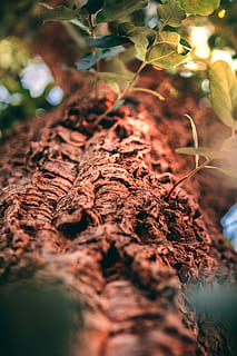 braune Baumrinde, Boden, Pflanze, Blatt, Natur, Wurzel, sprießen, Grün, Sommer-, Baum, braun, Frühling, Sonnenuntergang, draußen, Tier, Säugetier, Tierwelt, Panther, Leopard, Jaguar, selektiver Fokus, Wachstum, Pflanzenteil, Nahansicht, keine Leute, Tag, Kofferraum, Baumstamm, Schönheit in der Natur, Fokus auf den Vordergrund, Land, Feld, Anfänge, Ruhe, Borke, 5K, CC0, gemeinfrei, lizenzfrei