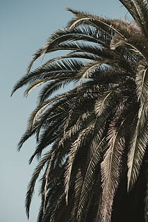 drzewo kokosowe, San Francisco, Stany Zjednoczone, ścieżka dolores park west, paproć, roślina, flora, drzewo iglaste, drzewo, szary, trawa, trzcina, arecaceae, drzewo palmowe, budynek, mieszkaniowy, klimat tropikalny, wzrost, niebo, niski kąt widzenia, liść palmowy, Natura, dzień, żadnych ludzi, piękno natury, czyste Niebo, na dworze, liść, palma daktylowa, spokój, zbliżenie, światło słoneczne, środowisko, tropikalne drzewo, 5K, CC0, domena publiczna, darmowe zdjęcia