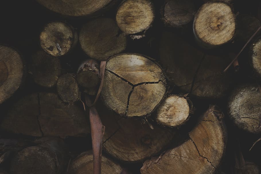 Índia, munnar, material de fusta, fusta, llenya, pila, registre, arbre, indústria de la fusta, gran grup d'objectes, desforestació, marc complet, bosc, abundància, cap gent, primer pla, fons, naturalesa, Munt, qüestions ambientals, generació de combustible i energia, 5K
