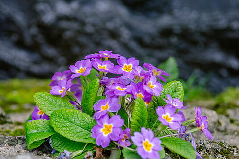 bunga, berpikir, violet, musim semi, alam, taman, tanaman, kelopak, bunga-bunga, tanaman berbunga, menanam, kesegaran, kerapuhan, kerentanan, keindahan di alam, merapatkan, pertumbuhan, daun bunga, hal berkembang, bagian tanaman, kepala bunga, daun, fokus pada latar depan, ungu, hari, di luar rumah, tidak ada orang, berkebun, 4K, CC0, domain publik, bebas royalti