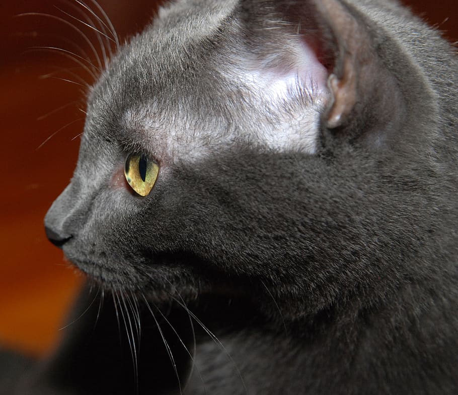 Katze, Profil, graue Katze, Tier, Tierthemen, ein Tier, Hauskatze, Säugetier, katzenartig, Haustiere, inländisch, Tierkörperteil, Nahansicht, Whisker, Tierkopf, grau, keine Leute, drinnen, Auge, Wirbeltier, Tierhaar, schwarzer Hintergrund, Tierauge, gelbe Augen, Profilansicht, Tiermund, 2K