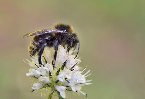 Hummel, Wiese, Sommer-, Blume, Natur, Insekten, blühende Pflanze, Tier, Tierwelt, Tierthemen, Tiere in freier Wildbahn, ein Tier, Zerbrechlichkeit, Schönheit in der Natur, Verletzlichkeit, Pflanze, Nahansicht, Insekt, wirbellos, Frische, Biene, Blütenblatt, Blütenkopf, keine Leute, Wachstum, Bestäubung, draußen, lila, 5K, CC0, gemeinfrei, lizenzfrei