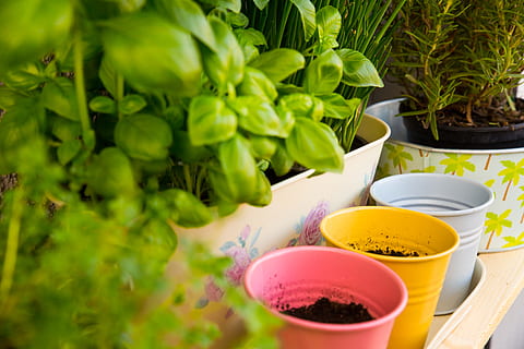 urter, forår, sommer, have, mad, frisk, spise, grøn, gør det selv, køkken, bio, veganer, urt, farve, balkon, stilllife, stilleben, natur, langsom, livsstil, mad og drikke, plante, skål, ingen mennesker, friskhed, grøn farve, velvære, dag, blad, sund kost, bord, frugt, høj vinkel visning, plante del, grøntsag, tæt på, udendørs, selektiv fokusering, glas, morgenmad, 5K, CC0, offentligt domæne, royaltyfrie