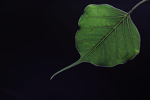 daun, ara suci, peepal, keagamaan, hijau, hitam, pola, bagian tanaman, latar belakang hitam, alam, merapatkan, tembakan studio, tidak ada orang, warna hijau, menanam, keindahan di alam, menyalin ruang, kerentanan, kerapuhan, vena daun, di luar rumah, pola alami, pertumbuhan, botani, memotong, kondisi alam, kemurnian, 5K, CC0, domain publik, bebas royalti
