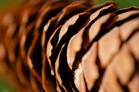 selektif, fokus fotografi biji pinus, pohon, menanam, konifer, alam, mekar, mawar, bunga, makro, kerucut api, dupa, manusia, orang, pinus, Abies, pohon cemara, makanan, kerucut, spiral, gulungan, foto, merapatkan, tidak ada orang, makanan dan minuman, makanan manis, manis, fokus selektif, pencuci mulut, cokelat, bingkai penuh, coklat, close-up yang ekstrim, kesegaran, makan yang tidak sehat, hewan, tembakan studio, tema binatang, latar belakang, godaan, camilan, fokus lembut, 2K, CC0, domain publik, bebas royalti