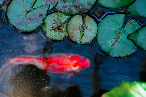 appelsinfisk, vann, ingen folk, natur, flytende, dam, dyreliv, hav, dyr i naturen, nærbilde, grønn farge, flyter på vann, dyr, dyre temaer, høy vinkel visning, under vann, refleksjon, virveldyr, dag, marine, 4K, CC0, offentlig domene, opphavsrett gratis