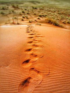 Namibia, Dünen, Sand, Schritt, Land, Landschaft, Umgebung, keine Leute, Natur, Pflanze, Tag, Wüste, Muster, Szenen - Natur, braun, Klima, Sanddüne, Ruhe, draußen, trockenes Klima, ruhige Szene, Schönheit in der Natur, Tier, halbtrocken, Oberflächenniveau, 4K, CC0, gemeinfrei, lizenzfrei