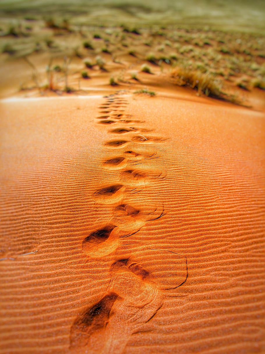 Namibia, Dünen, Sand, Schritt, Land, Landschaft, Umgebung, keine Leute, Natur, Pflanze, Tag, Wüste, Muster, Szenen - Natur, braun, Klima, Sanddüne, Ruhe, draußen, trockenes Klima, ruhige Szene, Schönheit in der Natur, Tier, halbtrocken, Oberflächenniveau, 4K