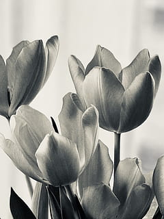spring, tulips, easter, flowers, flowering plant, flower, beauty in nature, vulnerability, plant, fragility, close-up, petal, growth, freshness, flower head, inflorescence, nature, no people, day, focus on foreground, outdoors, botany, leaf, softness, 1080P, CC0, public domain, royalty free