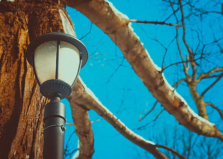 black, post lamp, tree, daytime, environment, lamp post, landscape, light, scenic, sky, tree branches, low angle view, branch, bare tree, lighting equipment, street light, day, nature, street, plant, outdoors, no people, focus on foreground, blue, pole, clear sky, close-up, trunk, tree trunk, 4K, CC0, public domain, royalty free