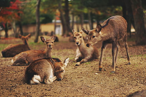 cinque cervi marroni, gruppo di animali, animale, temi animali, animali allo stato selvatico, fauna selvatica, mammifero, vertebrato, cervo, terra, natura, campo, nessuno, albero, concentrarsi sulle conoscenze acquisite, giorno, giovane animale, due animali, canguro, pianta, all'aperto, cerbiatto, famiglia di animali, erbivoro, mandria, 2K, CC0, dominio pubblico, privo di copyright
