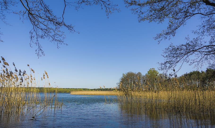 Primavera, lago, árvore, cana, agua, panorama, plantar, céu, tranquilidade, beleza na natureza, cena tranquila, scenics - natureza, céu limpo, crescimento, natureza, ninguém, cena não urbana, dia, grama, idílico, azul, reflexão, ao ar livre, pântano, 5K