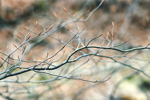 árvore nua cinza, animal, árvore, pássaro, comedor de abelha, madeira, ramo, mamífero, outono, exterior, natureza, inverno, floresta, região selvagem, detalhe, fechar-se, bokeh, cinzento, animais selvagens, jay, focar em primeiro plano, plantar, ninguém, dia, beleza na natureza, árvore nua, terra, tranquilidade, foco seletivo, ao ar livre, planta morta, seco, galho, scenics - natureza, meio Ambiente, complexidade, 5K, CC0, domínio público, royalty free