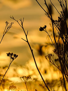 posta de sol, sol, núvols de núvols, gestrüb, estricte, flors de flors, configuració, impressionant, sony dscwx350, agut, reflexionar, reflexió, planta, bellesa a la natura, creixement, cel, naturalesa, centrar-se en primer pla, núvol - cel, cap gent, primer pla, tranquil·litat, silueta, flor, tija de la planta, color taronja, planta amb flors, a l'aire lliure, vulnerabilitat, escenics - natura, fragilitat, 4K, CC0, domini públic, lliure de regalies