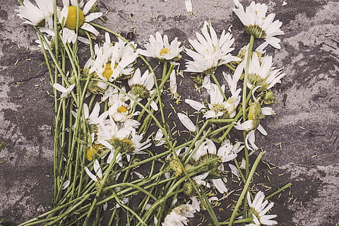 vita blommor, död, förfall, förstörd, blommor, marguerites, trampade ner, vissnat, vissnade, blomma, blommande växt, växt, bräcklighet, friskhet, sårbarhet, skönhet i naturen, kronblad, vit färg, högvinkelvy, natur, närbild, tillväxt, inget folk, blomhuvud, dag, blomställning, utomhus, växtdel, blad, springtime, blomsterarrangemang, bukett, 5K, CC0, offentligt domän, royaltyfria