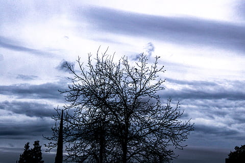 Foto, bar, træ, skyhimmel, grene, skyer, overskyet, overskyet himmel, natur, udendørs, silhuet, himmel, sky - himmel, plante, skønhed i naturen, ro, ingen mennesker, bare træ, lav vinkel visning, rolig scene, scenics - natur, dag, afdeling, vækst, træstamme, bagagerum, 5K, CC0, offentligt domæne, royaltyfrie
