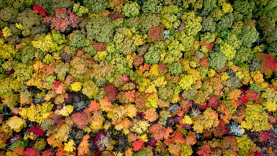 groene bomen, fabriek, struik, vegetatie, bloesem, bloem, blad, dieren in het wild, patroon, boom, luchtfoto, drone uitzicht, bloemstuk, voedsel, geranium, ornament, fractal, bos-, natuur, herfst, vallen, achtergronden, volledig kader, geen mensen, dag, geel, korstmos, getextureerde, multi gekleurd, schoonheid in de natuur, groei, detailopname, groene kleur, overvloed, buitenshuis, verandering, mos, 2K, CC0, publiek domein, royaltyvrij