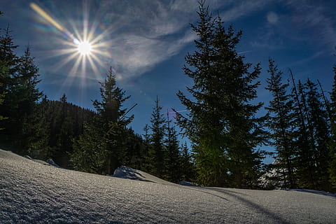 grøn fyrretræ, træ, plante, abies, gran, nåletræ, fyrretræ, udendørs, sne, flare, lys, vinter, natur, vinterlandskab, Skov, sol, linseflare, Hochwurzen, Alperne, østrig, himmel, skønhed i naturen, vej, sollys, scenics - natur, ro, transportmidler, rolig scene, ikke-urbane scene, ingen mennesker, dag, retning, vejen frem, solstråle, vækst, bjerg, snedækket bjerg, 5K, CC0, offentligt domæne, royaltyfrie