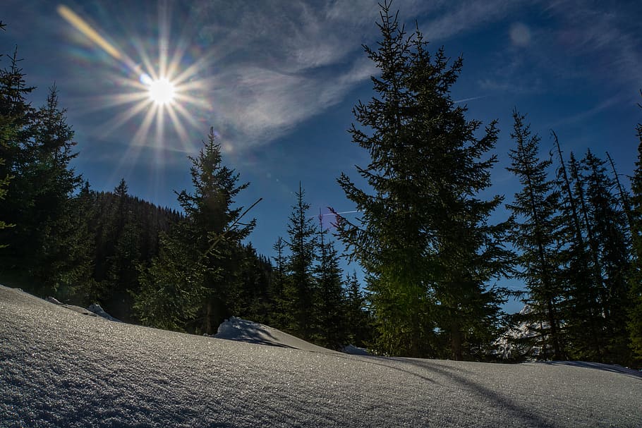 grøn fyrretræ, træ, plante, abies, gran, nåletræ, fyrretræ, udendørs, sne, flare, lys, vinter, natur, vinterlandskab, Skov, sol, linseflare, Hochwurzen, Alperne, østrig, himmel, skønhed i naturen, vej, sollys, scenics - natur, ro, transportmidler, rolig scene, ikke-urbane scene, ingen mennesker, dag, retning, vejen frem, solstråle, vækst, bjerg, snedækket bjerg, 5K