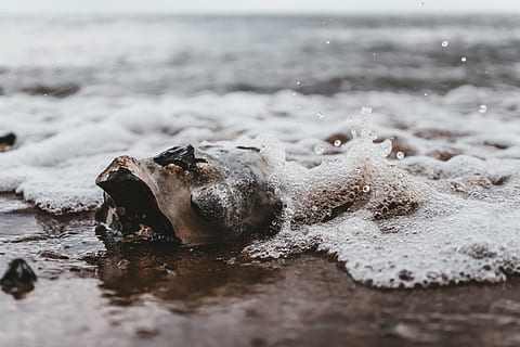 Schale, Strandsand, grau, Rock, Wasser, Meer, draußen, Ozean, Natur, ein Tier, Tierthemen, Tier, keine Leute, Tag, Säugetier, Tiere in freier Wildbahn, See, Wirbeltier, Tierwelt, selektiver Fokus, Bewegung, Ufergegend, plantschen, nass, Tierkopf, Tiermund, Mund offen, 5K, CC0, gemeinfrei, lizenzfrei