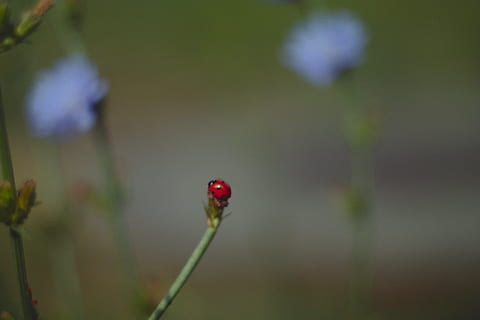 error, flor, macro, bokeh, verd, planta, vermell, marieta, centrar-se en primer pla, invertebrat, creixement, insecte, bellesa a la natura, escarabat, fauna animal, primer pla, temes d'animals, cap gent, animals a la natura, planta amb flors, naturalesa, animal, un animal, dia, petit, 5K, CC0, domini públic, lliure de regalies
