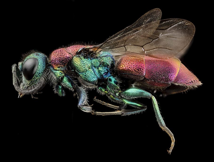 rubis, rubytail, guêpe, animal, voler, insecte, la nature, sauvage, thèmes animaux, un animal, la faune des animaux, fond noir, invertébré, prise de vue en studio, animaux à l'état sauvage, fermer, partie du corps de l'animal, aile des animaux, personne, à l'intérieur, zoologie, arthropode, œil, oeil d'animal, patte d'animal, tête d'animal, petit, 2K