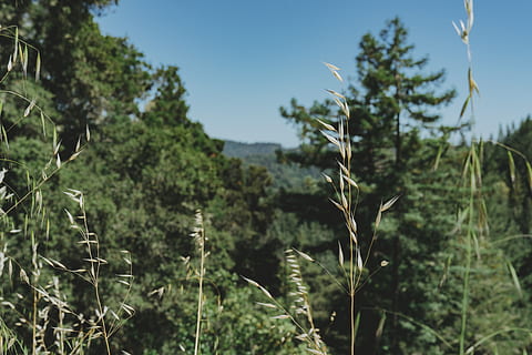 des arbres, les montagnes, herbe, plante, croissance, se concentrer sur le premier plan, la nature, beauté dans la nature, personne, tranquillité, journée, arbre, terre, ciel, fermer, champ, en plein air, couleur verte, scène tranquille, environnement, tige de la plante, ciel clair, paysage, 8K, CC0, domaine public, libre de droits