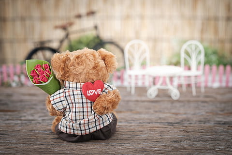marró, suportar, felpa, joguina, celebració, vermell, rosa, flor, bonic, concepte, creatiu, dia, nina, regal, cor, poc, amor, miniatura, objectes, romàntic, animal de peluix, dolç, peluix, osset de peluix, Sant Valentí, mamífer, animals domèstics, nacional, caní, gos, mascotes, gent, planta, somrient, estils de vida, diversió, emoció, naturalesa, petit, emoció positiva, a l'aire lliure, suavitat, pentinat, 5K