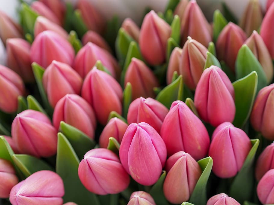 ongeopende roze bloemen., bloem, Oostenrijk, Wenen, fabriek, schoonheid in de natuur, bloeiende plant, roze kleur, detailopname, versheid, kwetsbaarheid, bloemblad, breekbaarheid, tulp, bloeiwijze, volledig kader, bloemhoofd, geen mensen, achtergronden, natuur, groei, dag, buitenshuis, lente, zachtheid, Bos bloemen, bloemenbed, 4K