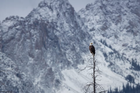 Adler auf Baum, kalt, Adler, Landschaft, Berg, thront, Schnee, Baum, Tierwelt, Winter, kalte Temperatur, Schönheit in der Natur, eine Person, Gebirge, Szenen - Natur, Tag, Natur, Freizeitbeschäftigung, Rock, Pflanze, Rückansicht, Rock - Objekt, echte Menschen, ruhige Szene, Ruhe, schneebedeckter Berg, draußen, warme Kleidung, 5K, CC0, gemeinfrei, lizenzfrei