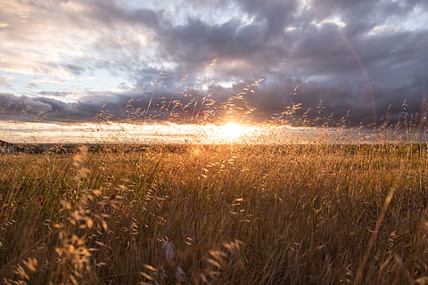 sunset, sun rays, fields, crops, plants, clouds, sky, rural, countryside, cloud - sky, beauty in nature, field, tranquility, land, plant, tranquil scene, scenics - nature, environment, landscape, growth, nature, sunlight, grass, no people, idyllic, sun, lens flare, timothy grass, 5K, CC0, public domain, royalty free