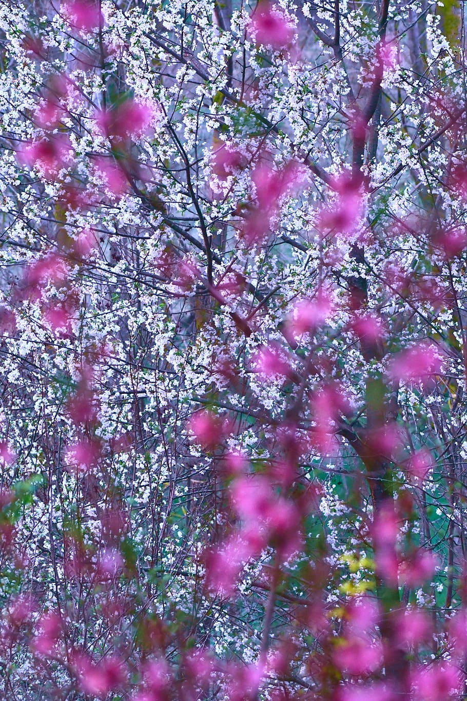 piersic cirese, a inflori, primăvară, flori, colorat, fundal, plantă, culoarea roz, floare, prospeţime, copac, creştere, planta cu flori, frumusețe în natură, fragilitate, natură, vulnerabilitate, cadru complet, fundaluri, inflori, ramură, nici o persoana, zi, a închide, în aer liber, floare de cires, cap de floare, Violet, cires, 5K