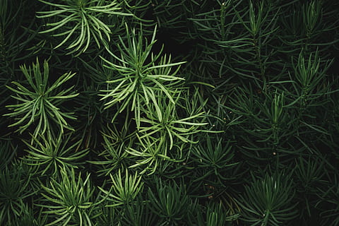 Grün, Kieferblatt, Pflanze, Würze, Lebensmittel, Dill, Gras, Baum, Agavaceae, Nadelbaum, Blume, blühen, Apiaceae, Moos, Tanne, abies, Vegetation, Buchse, Lupine, Kiefer, Wachstum, grüne Farbe, Schönheit in der Natur, Natur, Blatt, Ruhe, keine Leute, Pflanzenteil, Hintergründe, Vollbild, Land, Tag, High Angle View, Feld, draußen, Frische, Nahansicht, üppiges Laub, 5K, CC0, gemeinfrei, lizenzfrei