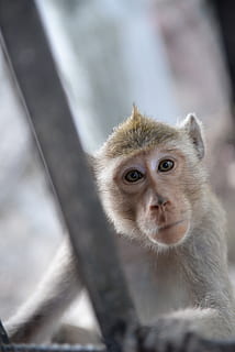 Affe, neugierig, Tiere, süß, Primaten, Säugetier, Natur, Zoo, Augen, Kreatur, Primas, ein Tier, Tierwelt, Tiere in freier Wildbahn, Wirbeltier, Porträt, Kamera betrachten, Fokus auf den Vordergrund, keine Leute, Tag, suchen, Nahansicht, draußen, selektiver Fokus, 5K, CC0, gemeinfrei, lizenzfrei