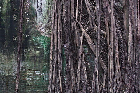 plant, root, tree, tainan, taiwan, wall, tree trunk, roots, moisture, texture, wallpaper, willow, ditch, sports car, vehicle, transportation, car, automobile, den, coupe, forest, trunk, land, growth, tranquility, woodland, nature, day, beauty in nature, no people, tranquil scene, outdoors, non-urban scene, branch, scenics - nature, bamboo grove, bamboo - plant, rainforest, 5K, CC0, public domain, royalty free
