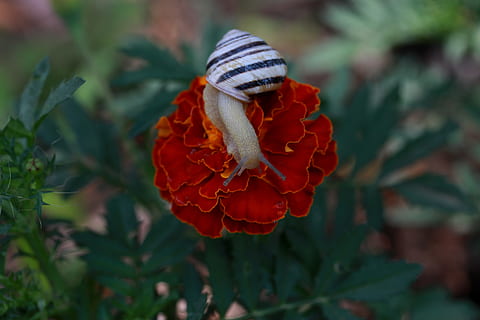 Caracol, flor, vermelho, Concha, natureza, suprimentos, beleza na natureza, planta com flores, plantar, vulnerabilidade, pétala, fechar-se, fragilidade, frescura, crescimento, cabeça de flor, focar em primeiro plano, inflorescência, dia, invertebrado, animais selvagens, ninguém, ao ar livre, polinização, 5K, CC0, domínio público, royalty free