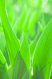 , background, beauty, blade, bright, care, color, field, freshness, front, gardening, grass, green, growth, idyllic, lawn, macro, meadow, nature, nobody, outdoor, pasture, plain, plant, spring, summer, tall, turf, vibrant, leaf, plant part, green color, close-up, beauty in nature, no people, outdoors, backgrounds, day, selective focus, extreme close-up, vibrant color, palm leaf, tree, environment, leaves, brightly lit, rainforest, 4K, CC0, public domain, royalty free
